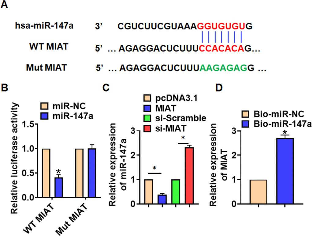 MIAT acted as a sponge of miR-147a. (A) MiRanda database showing the binding sites of miR-147a with MIAT, and the mutant sequence of MIAT. (B) Wild type and mutant MIAT was transfected into HEK293 cells with or without miR-147a, and luciferase assay was to evaluate the binding between miR-147a and MIAT. (C) TC-1 cells were transfected with MIAT plasmid or si-MIAT or its NC, the mRNA level of miR-147a was detected using qRT-PCR. (D) Biotinylated miR-147a or NC was transfected into H460 cells, and qRT-PCR was performed to detect the enrichment of MIAT. Data are mean ± SD; *P 