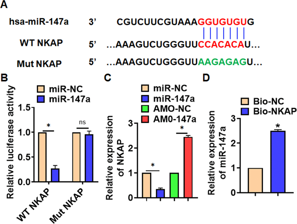 NKAP was a directed target of miR-147a. (A) The binding bases of miR-147a and NKAP from Targetscan. (B) Wild type and mutant NKAP was transfected into HEK293 cells with or without miR-147a, and luciferase assay was to evaluate the binding. TC-1 cells were transfected with miR-147a or AMO-147a, (C) the mRNA level of NKAP was detected. (D) RIP assay for the binding of miR-147a and NKAP in H460 cells. Data are mean ± SD; *P 