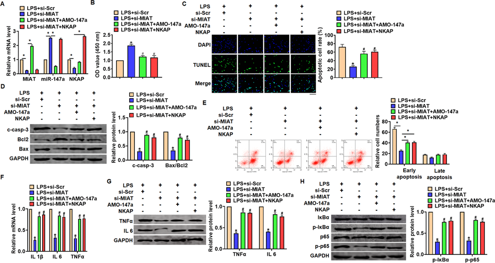 Inhibition of MIAT alleviates LPS-induced inflammation and injury via miR-147a/NKAP axis in TC-1 cells. Si-MIAT was transfected into TC-1 cells with AMO-147a or NKAP. (A) The transfection efficiency was detected using qRT-PCR. (B) MTT assay for cell viability of TC-1 (C) Apoptosis cell numbers were tested by TUNLE staining. Scale bar, 100 μm. (D) Western blot for cleaved-caspase-3, Bax, Bcl2 in TC-1 cells. (E) Flow cytometry assay used to detect early and late apoptosis cell numbers. (F) qRT-PCR analysis for IL 1β, IL 6 and TNFα expression. (G) Western blot for TNFα and IL 6 expression. (H) Western blot for IκBα and p65. Data are mean ± SD; *P #P