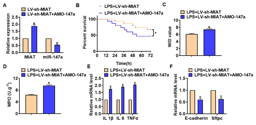 Deletion of MIAT alleviates LPS-induced inflammation and injury via regulating miR-147a in lung tissues. LV-sh-MIAT was intratracheally injected into mice LV-sh-MIAT or LV-sh-NC was intratracheally injected into mice. (A) The efficiency of sh-MIAT and AMO-147a was determined by qRT-PCR. (B) Survival plots for mice in different groups. (C) Wet dry mass ratio (W/D) of lungs was calculated. (D) Myeloperoxidase (MPO) of lungs was examined. (E) qRT-PCR analysis for IL 1β, IL 6 and TNFα expression. (F) qRT-PCR analysis for E-cadherin and Sftpc expression. Data are mean ± SD; *P 