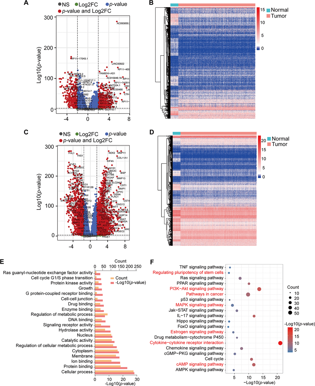 Volcano plots, heatmap, and gene enrichment analysis of DElncRNAs and DEmRNAs. (A) Volcano plot of DElncRNAs. (B) Heatmap of DElncRNAs. (C) Volcano plot of DEmRNAs. (D) Heatmap of DEmRNAs. NS: no significant, Log2FC: |Log2FC|>2, p-value: p-valuep-value and Log2FC: p-value2. (E) GO enrichment of DEmRNAs. (F) KEGG pathway enrichment of DEmRNAs. Red pathways are common with DEmRNAs of the Brown module.