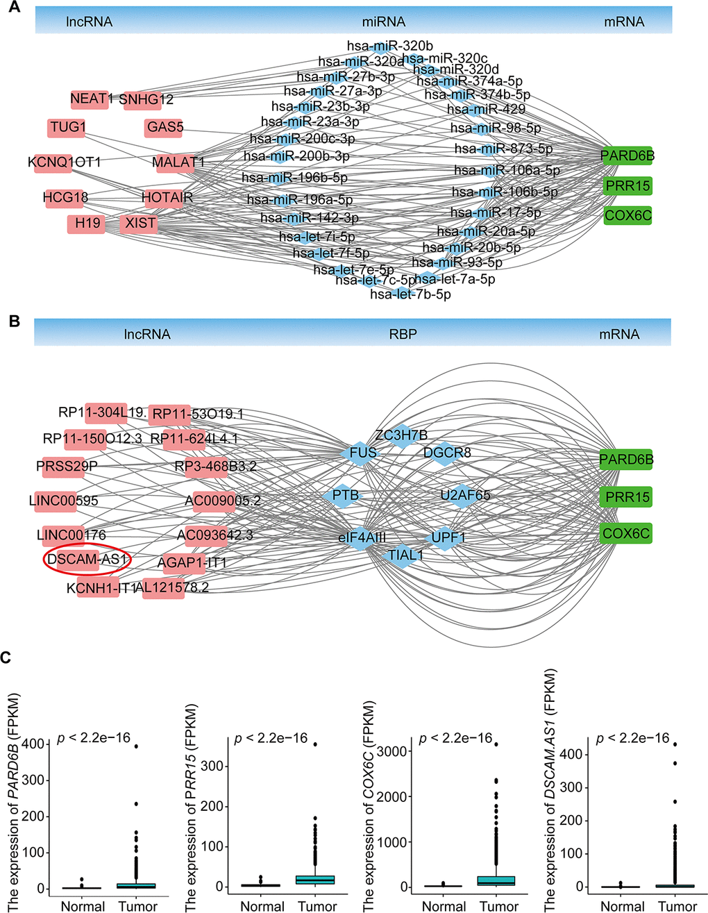 lncRNA-miRNA-mRNA ceRNA and lncRNA-RBP-mRNA networks. (A) lncRNA-miRNA-mRNA ceRNA network based on the co-expression Brown module. (B) lncRNA-RBP-mRNA network based on the co-expression Brown module. (C) Expression of PARD6B, PRR15,COX6C, and DSCAM-AS1.