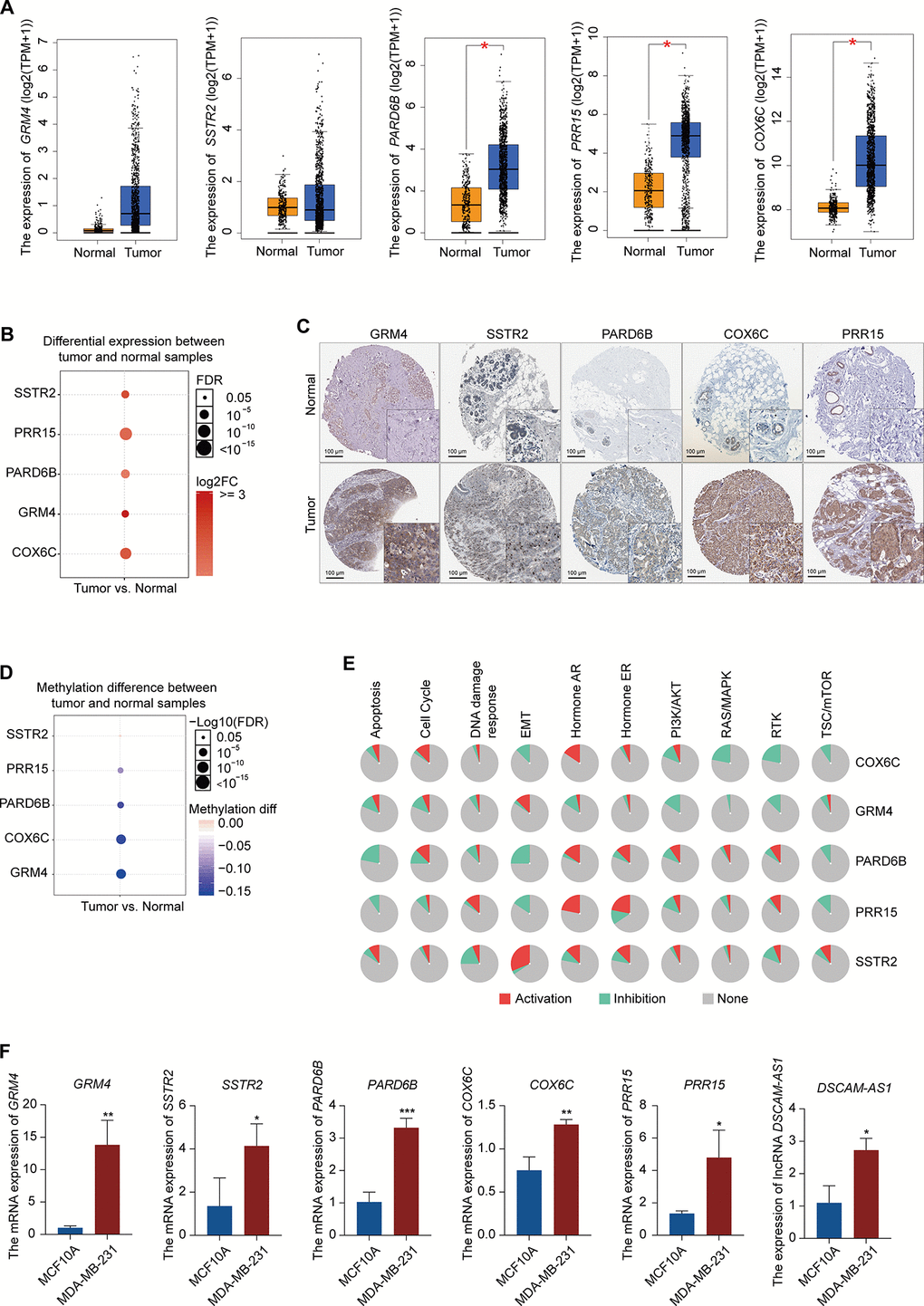 Expression pattern validation of hub genes and signaling pathways in BRCA. (A) Expression pattern of GRM4, SSTR2, PARD6B, COX6C, and PRR15 in BRCA and normal samples from the GEPIA database. (B) Expression of GRM4, SSTR2, PARD6B, COX6C, and PRR15 in BRCA and normal samples from the GSCALite database. (C) IHC of the GRM4 (GRM4 normal sample from 2104; GRM4 BRCA sample from 2160), SSTR2 (SSTR2 normal sample from 3286; SSTR2 BRCA sample from 2091), PARD6B (PARD6B normal sample from 2042; PARD6B BRCA sample from 1874), COX6C (COX6C normal sample from 2773; COX6C BRCA sample from 1775), and PRR15 (PRR15 normal sample from 2773; PRR15 BRCA sample from 2428) in BRCA and normal samples from the HPA database. (D) Difference in the methylation of GRM4, SSTR2, PARD6B, COX6C, and PRR15 between BRCA and normal samples from the GSCALite database. (E) Difference in the signaling of pathways associated with GRM4, SSTR2, PARD6B, COX6C, and PRR15 between BRCA and normal samples from the GSCALite database. (F) Expression of GRM4, SSTR2, PARD6B, COX6C, PRR15, and lncRNA DSCAM-AS1 in MCF10A (normal breast epithelial cell line) and MDA-MB-231 (breast cancer cell line) using qRT-PCR.