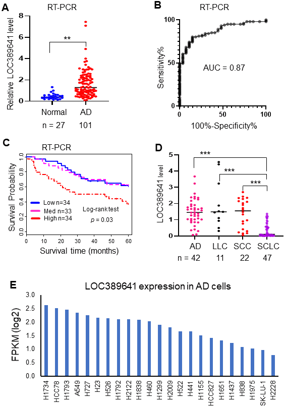 Validation of LOC389641 expression in an independent cohort of ADs and lung cancer cell lines. (A) Dot plot indicating LOC389641 expression was higher in ADs in an independent validation cohort measured by RT-PCR. y-axis is fold-change to mean of all tissues, ** AD vs. normal, t test, p B) ROC curve indicated an excellent AUC (0.87) for classifying 101 AD from 27 normal lung tissues based on LOC389641 expression in this independent validation cohort. (C) Kaplan-Meier survival curve indicated higher LOC389641 expression was unfavorable for patient survival in this independent validation cohort. Log-rank test, p = 0.03. (D) LOC389641 expression in different types of lung cancer cell lines. LOC389641 expression was significantly lower in small cell lung cancer (SCLC) cell lines (CCLE, RNAseq data, *** NSCLC vs. SCLC, p E) LOC389641 expression in individual lung adenocarcinoma cell lines (CCLE, RNAseq data) and these cell lines were ranked in order of LOC389641 expression.