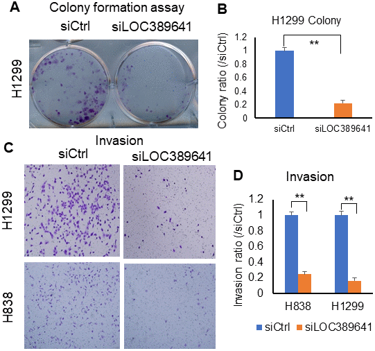 LOC389641 knockdown impairs colony formation and invasion in lung cancer cells. (A, B), Colony formation is decreased after LOC389641 knockdown with siRNAs on H1299 cell line. (B) is the relative quantified value. ** p C, D), Silencing of LOC389641 by siRNAs decreased cellular invasion ability in H1299 and H838 cell lines (10X). (D) are the relative quantified value. ** p 
