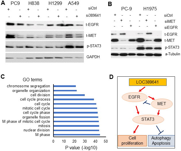 LOC389641 knockdown decreases EGFR, MET and STAT3 proteins expression. (A) Western blot showing total EGFR, total MET and phosphor-STAT3 proteins were decreased upon LOC389641 silencing (si389641) in H1299 and H838 cells. LOC389641 siRNA treatment was for 72 h. GAPDH was uses as protein loading control. (B) Western blot showing the changes of EGFR, MET and STAT3 proteins after EGFR or MET siRNAs treatment in PC-9 and H1975 cells. siRNAs treated for 72 h, α-Tubulin used as protein loading control. (C) Gene Ontology (GO) analysis of LOC389641 positively-correlated genes. Cell cycle related biology processes were on the top of the list. (D) The schematic model of the cell proliferation, autophagy, apoptosis signaling regulated by MET, EGFR and STAT3 triggered by LOC389641 knockdown in lung cancer.