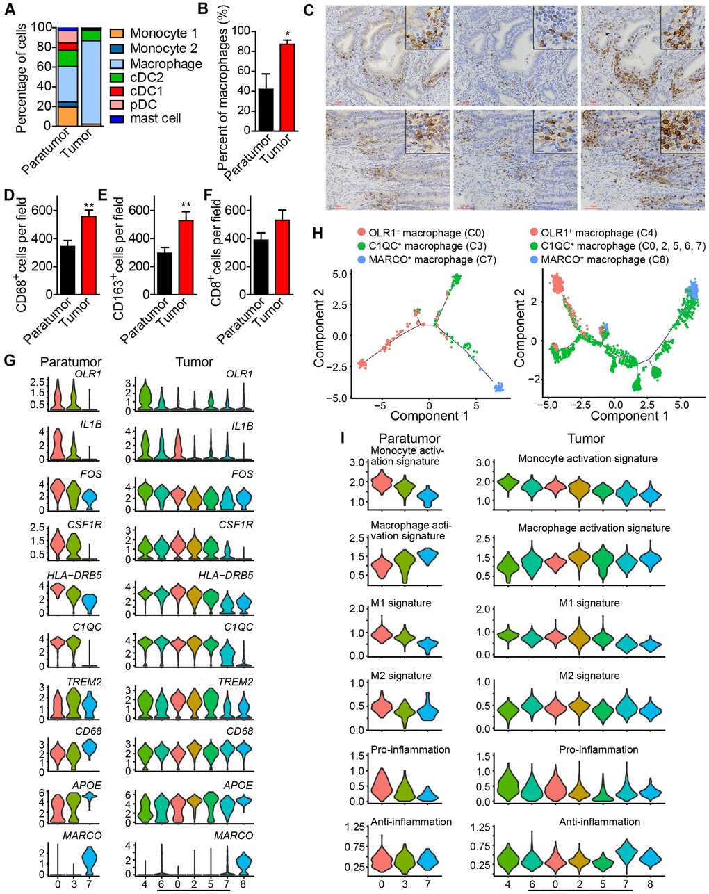 Enrichment of macrophages in endometrial tumors and distinct macrophage populations. (A) The fractions of myeloid subtypes in Paratumor and Tumor. (B) The percentage of macrophages in paratumor and tumor tissues. *P C) IHC staining images of CD68, CD163 and CD8 in paratumor and tumor slides isolated from endometrial carcinoma sections. Scale bars, 80 μm. (D–F) Quantification of the numbers of CD68+, CD163+ and CD8+ cells as presented in (C) Data are means ± SEM (30 paratumor sections and 40 tumor sections were analyzed). **P G) Violin plots displaying the expression profile of representative genes related to monocyte-macrophage lineage across the macrophage clusters in Paratumor (left panel) and Tumor (right panel). The y axis shows the normalized expression. (H) Pseudo-time analysis of 3 macrophage populations from Paratumor (left) and Tumor (right) inferred by Monocle2. Each point corresponds to a single cell, and each color represents a macrophage population as indicated. (I) Violin plots indicating relative expression levels of monocyte activation, macrophage activation, M1, M2, pro-inflammation and anti-inflammation gene signatures across the macrophage clusters in Paratumor (left panels) and Tumor (right panels).