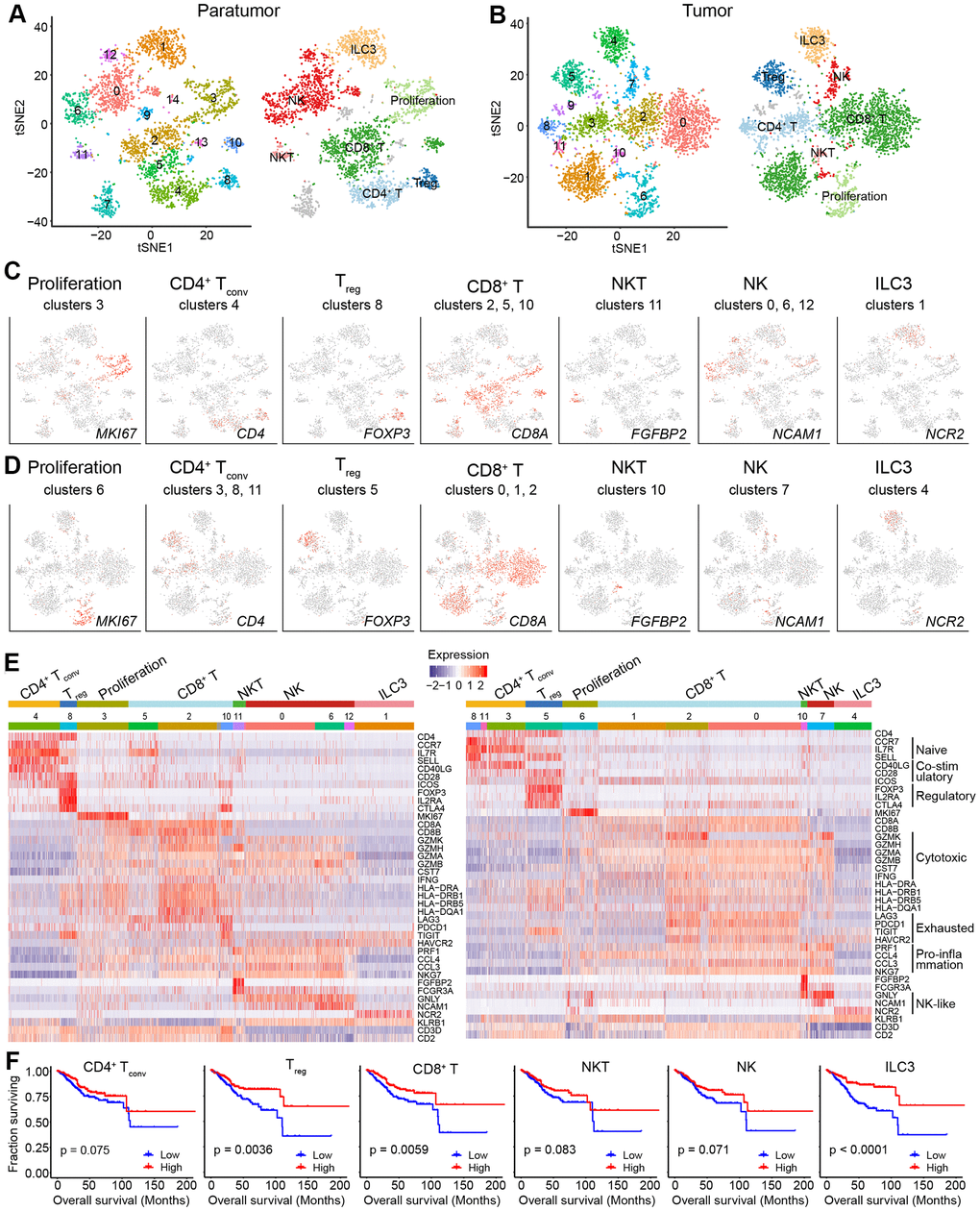 Lymphoid cell clusters in paratumors and endometrial tumors. (A, B) t-SNE plot of 3,223 lymphoid cells in Paratumor (A) and 3,712 lymphoid cells in Tumor (B), color-coded according to their associated cluster (left) or the assigned subtype (right). (C, D) t-SNE plot, color-coded to show the relative expression (gray to red) of marker genes for the lymphoid subtypes in Paratumor (C) and Tumor (D). (E) Heatmap created using known gene expression profiles of lymphoid cells in Paratumor (left panel) and Tumor (right panel). The gene expression profiles include marker genes for cell type and naive, costimulatory, regulatory, exhaustion and cytotoxicity expression signatures. The identity of each cluster was assigned with known markers. (F) The overall survival curves based on TCGA-UCEC data (n = 549 patients), stratified for the average expression (binary: high versus low) of tumor lymphoid cell marker genes.