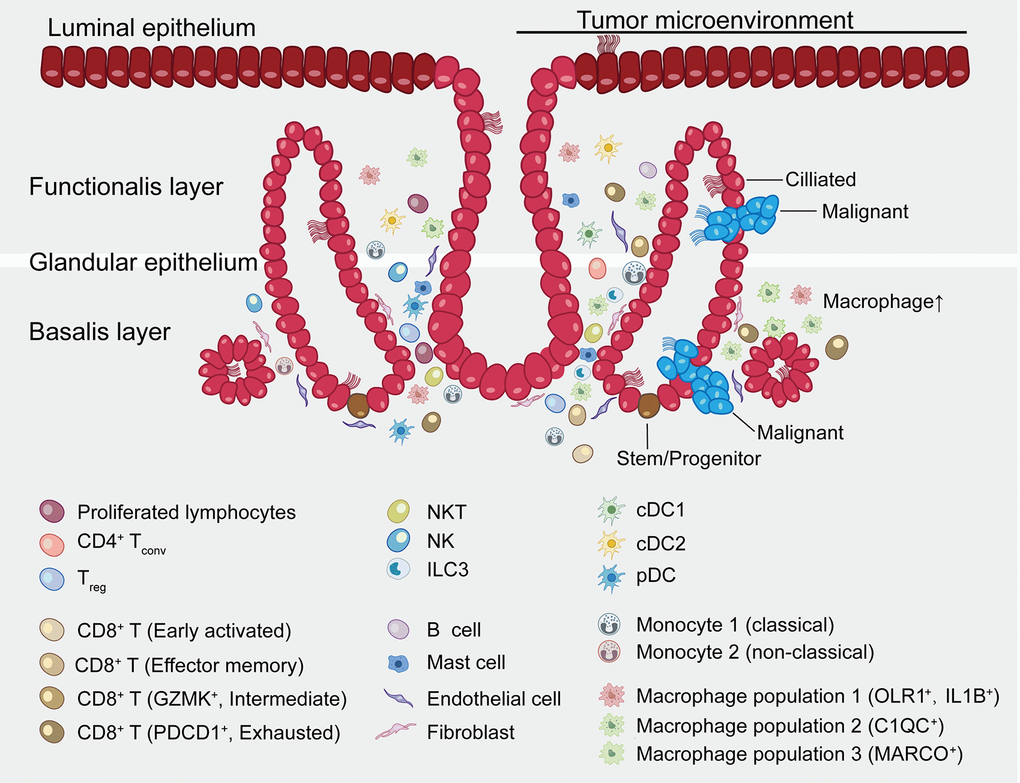 Summary map of the endometrial carcinoma ecosystem. The endometrium is the inner lining of the uterus and consists of epithelial and stromal cells. These are further divided into glandular (GE) and luminal (LE) epithelium. The basalis layer is the source for the regeneration of the endometrium. The two major zones of the endometrium, the basalis and the functionalis, are functionally divided while not anatomically partitioned. The subtype of epithelial cells was not confirmed by immunohistochemical staining and is inferred as a result of pathway analysis and transcriptional similarity to the published gene expression patterns. Stromal cells consist of endothelial cells, fibroblasts, myeloid cells- including DCs, monocytes, macrophages, mast cells, and lymphocytes- including B cells, T cells, ILC3s and NK cells. Exhausted CD8+ T cells and macrophages are preferentially enriched in tumor. CD8+ T cells and macrophages show continuous activation pattern among distinct cell subsets.