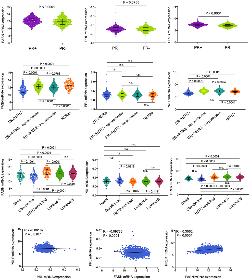 Differential enrichment of FASN, prolactin, and PRLR genes in breast cancer subtypes. FASN, prolactin, and PRLR mRNA expression levels in primary breast tumors from the METABRIC project classified into distinct subtypes using different classifiers. (PR+, n=903 versus PR-, n=797, Mann Whitney test; 3-genes signature, estrogen receptor (ER)-/HER2-, n=290, ER+/HER2- high proliferation, n=603, ER+/HER2+ low proliferation, n=619, HER2+, n=188, ANOVA with Dunn’s multiple comparison test; PAM50: basal, n=161, claudin-low, n=186, HER2 enriched, n=190, luminal A, n=631, luminal B, n= 412, ANOVA with Dunn’s multiple comparison test).