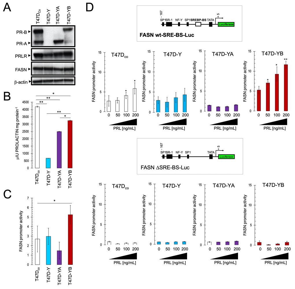 Exogenous prolactin activates the FASN gene promoter in a PR-B/SBREP-dependent manner. (A). Immunoblotting of baseline expression status of PR-A, PR-B, PRLR, and FASN proteins in T47Dco, T47D-Y, T47D-YA and T47D-YB breast cancer cell lines. β-actin was used to control for protein loading and transfer. (B). Immunoassay-based quantification of baseline autocrine prolactin secretion into the extracellular milieu of T47Dco, T47D-Y, T47D-YA and T47D-YB breast cancer cell lines. (C, D). Estradiol-depleted cells were transiently transfected with a plasmid containing a luciferase gene driven by a 178-bp FASN gene promoter fragment harboring a SREBP-binding site, flanked by auxiliary NF-Y and Sp-1 sites or with a similar construct in which the SREBP domain was deleted. The next day, cells were treated with graded concentrations of recombinant prolactin (PRL) in 0.5% CCS. After 24 h, cells were lysed and luciferase activity was measured. Luciferase activity was expressed as relative (fold) change in transcriptional activities of FASN promoter-transfected cells in response to prolactin treatment after normalization to pRL-CMV activity. Each experimental value represents the mean fold increase (columns) ± S.D. (bars) from at least three separate experiments in which triplicate wells were measured. Luciferase activity in prolactin-treated cells was compared with that in vehicle-treated control cells (* P 