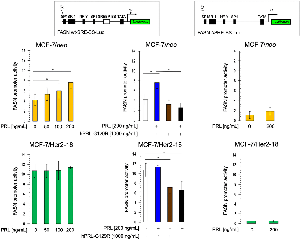 HER2 overexpression prevents prolactin-induced activation of the FASN gene promoter. Estradiol-depleted MCF-7/neo and MCF-7/Her2-18 cells were transiently transfected with a plasmid containing a luciferase gene driven by a 178-bp FASN gene promoter fragment harboring a SREBP-binding site, flanked by auxiliary NF-Y and Sp-1 sites or with a similar construct in which the SREBP domain was deleted. The next day, cells were treated with recombinant prolactin (PRL) in the presence or absence of hPRL-G129R in 0.5% CCS. After ~24 h of incubation, cells were lysed, luciferase activity was measured and relative (fold) changes in transcriptional activities of FASN promoter-luciferase-transfected cells were calculated. The data are shown as the means (columns) ± S.D. (bars) from three separate experiments (performed in duplicate). Luciferase activity in PRL- and/or G129R-treated cells was compared with that in vehicle-treated control cells (* P 