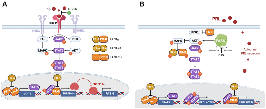 A PR isoform-dependent cross-talk between prolactin and FASN in breast cancer: a working model. The convergence of prolactin/PRLR and PR signaling interactions on STAT5 [130, 131] might explain, at least in part, the PR-B-driven capacity of prolactin to activate FASN in luminal breast cancer cells (A). Similar inputs, likely involving yet-to-be explored phospho-modifications of PR isoforms, might underlie also the ability of FASN signaling to regulate autocrine prolactin secretion (B).