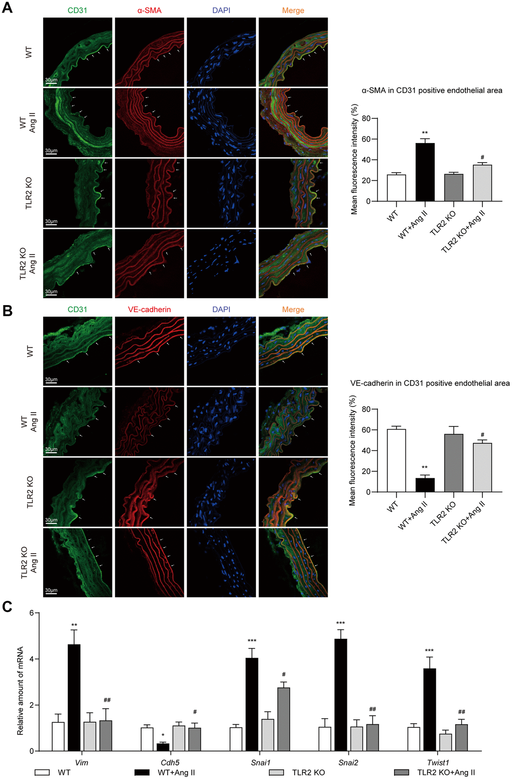 TLR2 KO mice are protected against Ang II-induced EndMT in aortas. (A) Representative immunofluorescence staining images showing CD31 (green) and α-SMA (red) in mouse aortic tissues. Arrows indicate positive staining. Tissues were counterstained with DAPI (blue) [scale bar = 30 μm]. Quantification of α-SMA fluorescence in CD31-positive endothelial area is shown on right. (B) Representative immunofluorescence staining images showing CD31 (green) and VE-cadherin (red) in mouse aortic tissues. Arrows indicate positive staining. Tissues were counterstained with DAPI (blue) [scale bar = 30 μm]. Quantification of VE-cadherin in CD31-positive endothelial area is shown on right. (C) mRNA levels of EndMT-associated genes in aortas [Data normalized to β-actin]. [n = 6-8; Data shown as Mean ± SEM; *p