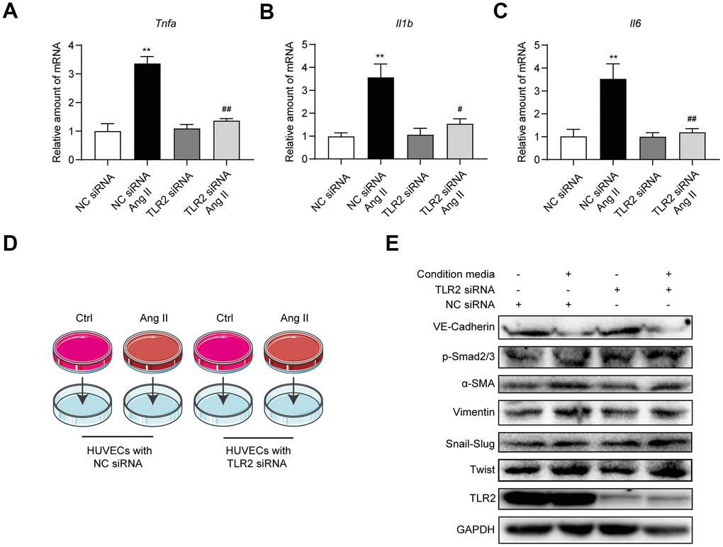 Blockade of TLR2 signaling does not affect downstream processes of inflammatory factors and EndMT. (A–C) HUVECs were transfected TLR2 or negative control siRNA. Cells were then exposed to 10 μM Ang II for 6h. mRNA levels of proinflammatory factors were detected [data normalized to β-actin]. (D) Schematic illustration of the experimental model to test the role of Ang II-induced paracrine factors in EndMT. Conditioned media was collected from cells challenged with 10 μM Ang II for 24 h. Media was then added to HUVECs transfected with TLR2 or negative control siRNA. (E) Levels of TLR2 and EndMT-associated proteins were determined in cells treated in panel D. GAPDH was used as loading control. [n = 3; Data shown as Mean ± SEM; **p