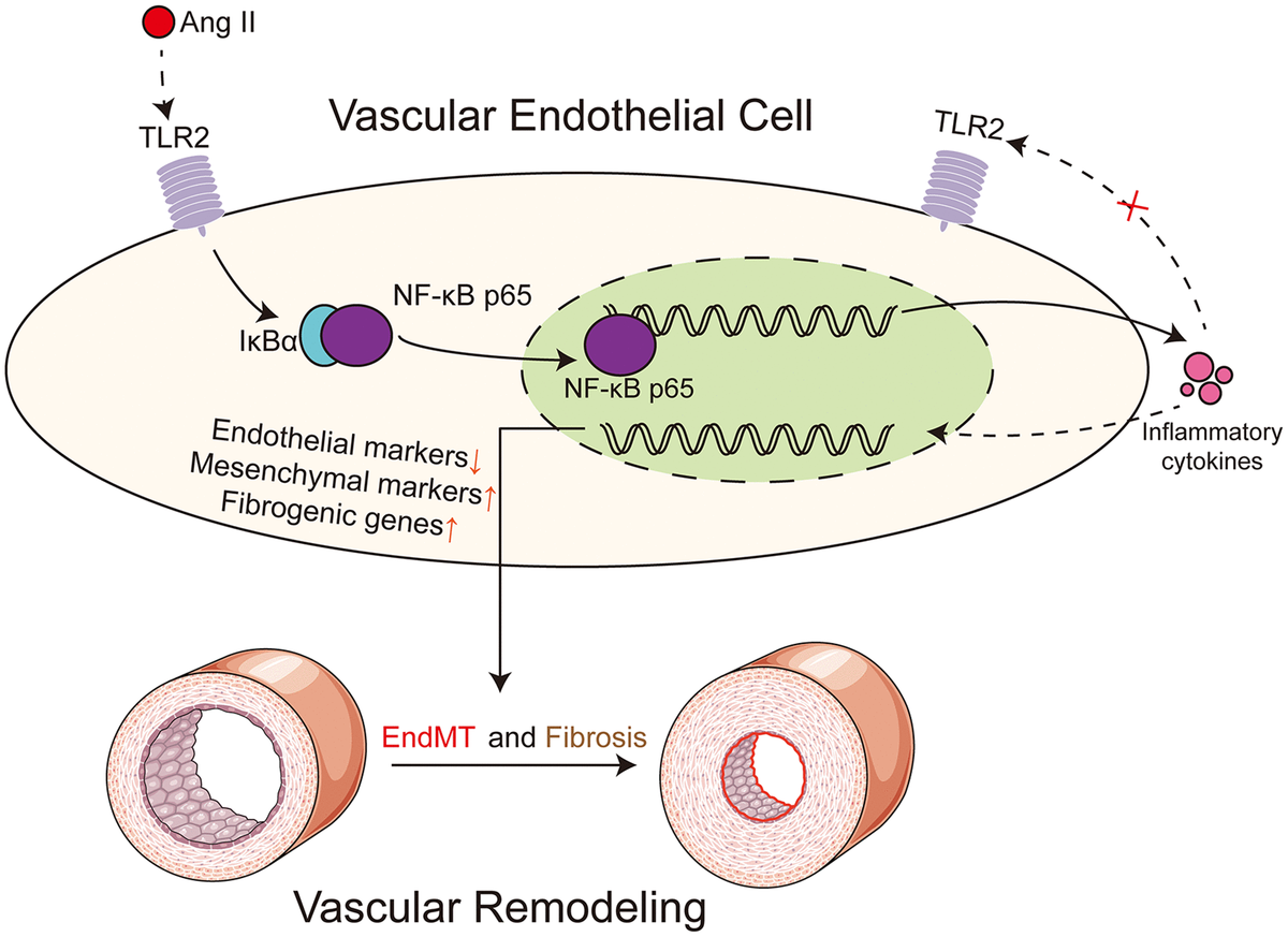 TLR2 regulates angiotensin IIinduced vascular remodeling and EndMT