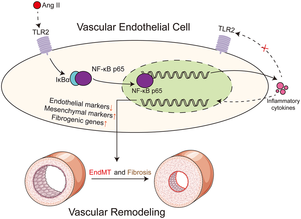 Schematic illustration of the main findings. Ang II potentially engages TLR2 signaling pathway to activate NF-κB in vascular endothelial cells. NF-κB orchestrates the induction of EndMT transcription factors to reduce endothelial phenotype makeup and increase mesenchymal genes. In addition to regulating cell phenotype change, NF-κB increases the expression of extracellular matrix proteins. Ang II may cause the production and release of paracrine factors which may further facilitate EndMT in a TLR2-independent manner. Dotted lines indicate putative mechanisms where direct evidence of the underlying phenomenon is needed. These putative mechanisms include evidence that Ang II directly engages TLR2 and receptors or sensors involved in detecting and responding to Ang II-generated paracrine factors.