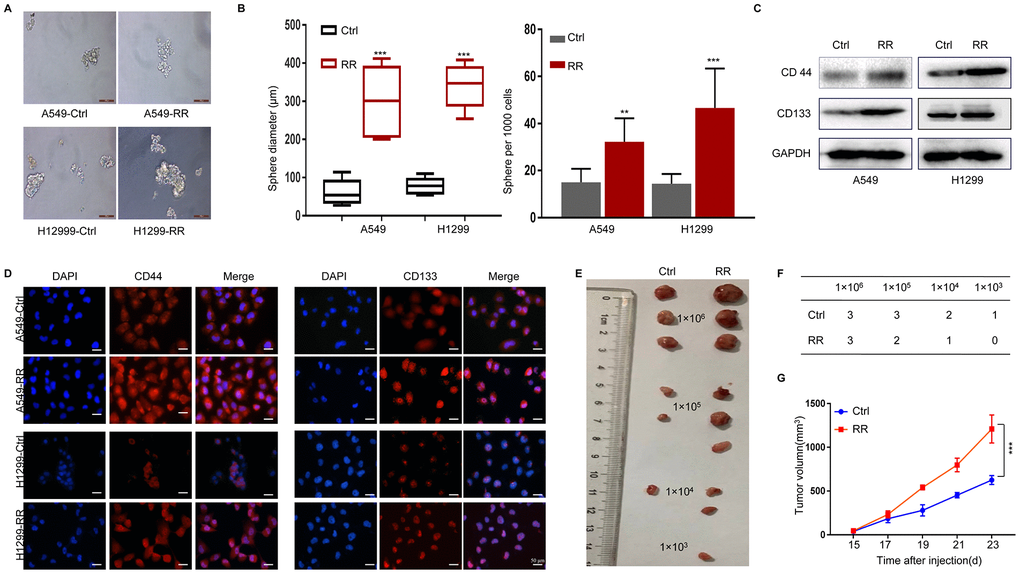 Enhanced CSC properties in A549-RR and H1299-RR cells. (A) Radioresistant and control cells were grown in an ultra-low attachment plate as indicated for 14 days. Representative images of tumor cell spheres were taken for quantification. (B) The diameter and number of tumor cell spheres in (A). (C) CD44 and CD133 protein levels in cell lysates measured by Western blot. (D) Immunofluorescence images of CD44 and CD133 (red) in radioresistant and control cells. Nuclei are stained with PI (blue). (E) Representative images of the xenografts. (F) Tumor incidence in xenograft of A549-RR and A549-control cells. (G) Tumor volume was measured once every 2 days and was calculated as: V = (width2×length)/2. All data used in RR cell lines were based on cells between 5 and 6 weeks post radiation treatment. All results were from three independent experiments, and the data are shown as mean ± SD. P-values were calculated by student’s t-test.