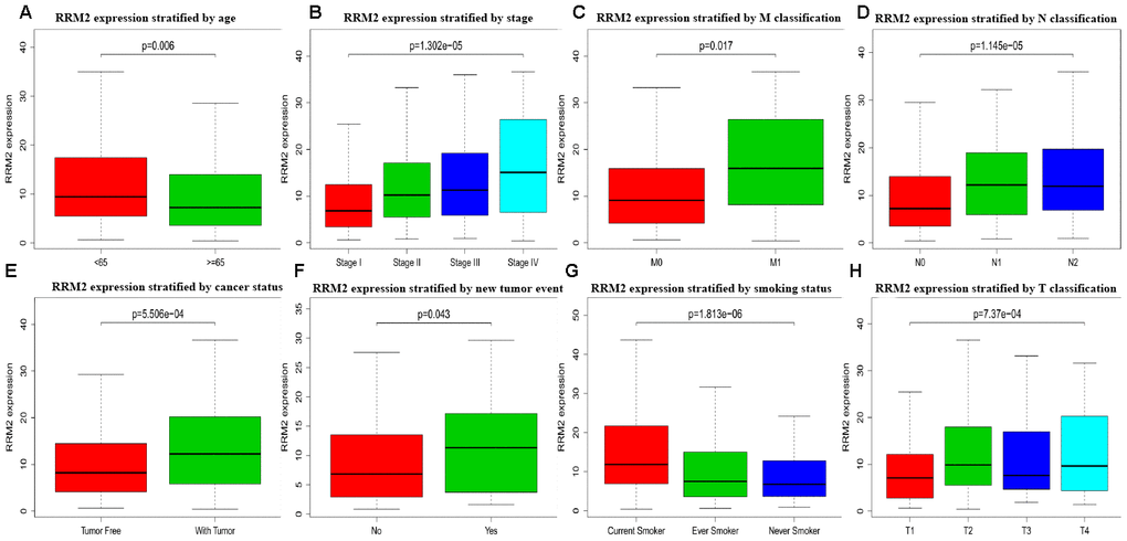 Box plot evaluating RRM2 expression of patients with lung adenocarcinoma according to different clinical characteristics. (A) Age; (B) Clinical stage; (C) M classification; (D) N classification; (E) Cancer status; (F) New tumor event; (G) Smoking status; (H) T classification.