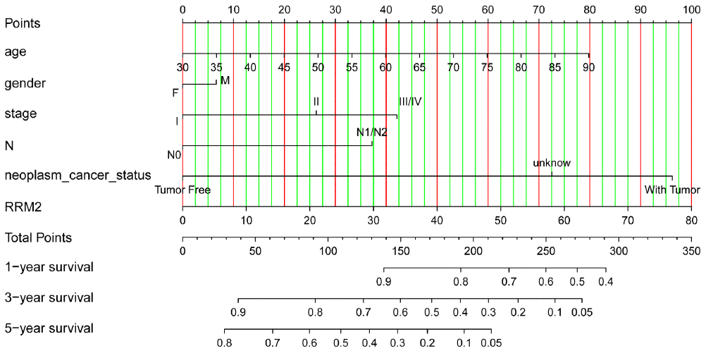 Nomogram for predicting probability of patients with 1-, 3- and 5-year overall survival. For risk estimation, identify the status for each clinical factors and expression value of RRM2, draw a line straight upwards to the Points axis to see the points a single factor yields. Repeat until scores for all factors are decided. Sum the points and locate the summed point on the Total Points axis. Then 1-, 3- and 5year related survival probabilities were obtained by draw a line straight down to the Risk axis.