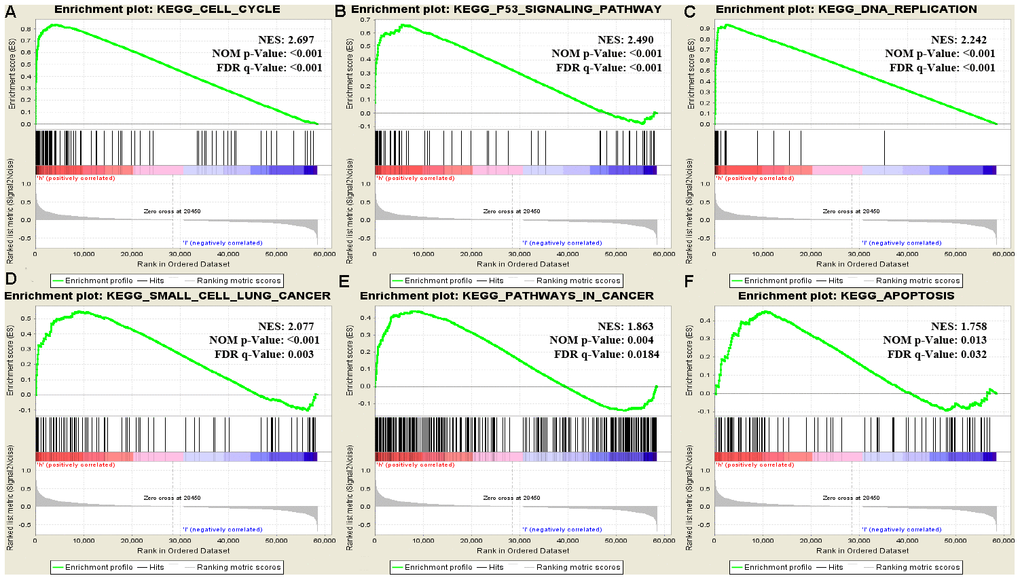 Enrichment plots from GSEA. Gene set enrichment plots of (A) cell cycle, (B) p53 signaling pathway, (C) DNA replication, (D) small cell lung cancer, (E) pathways in cancer, and (F) apoptosis in lung adenocarcinoma cases with high RRM2 expression.