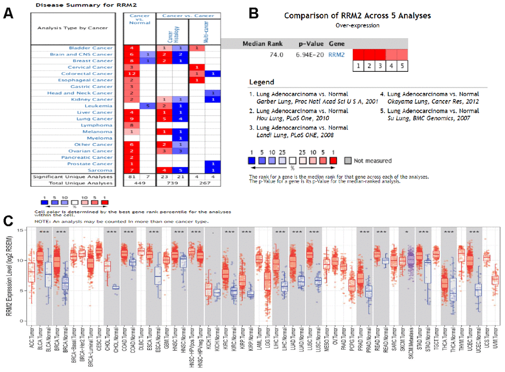 Expression analysis of RRM2 by Oncomine and TIMER databases. (A) Expression of RRM2 in different types of human cancers in the Oncomine database; (B) RRM2 is over-expression (red) in lung adenocarcinoma by Oncomine meta-analysis comparing with normal tissue; (C) Expression of RRM2 in different types of human cancers in the TIMER database.