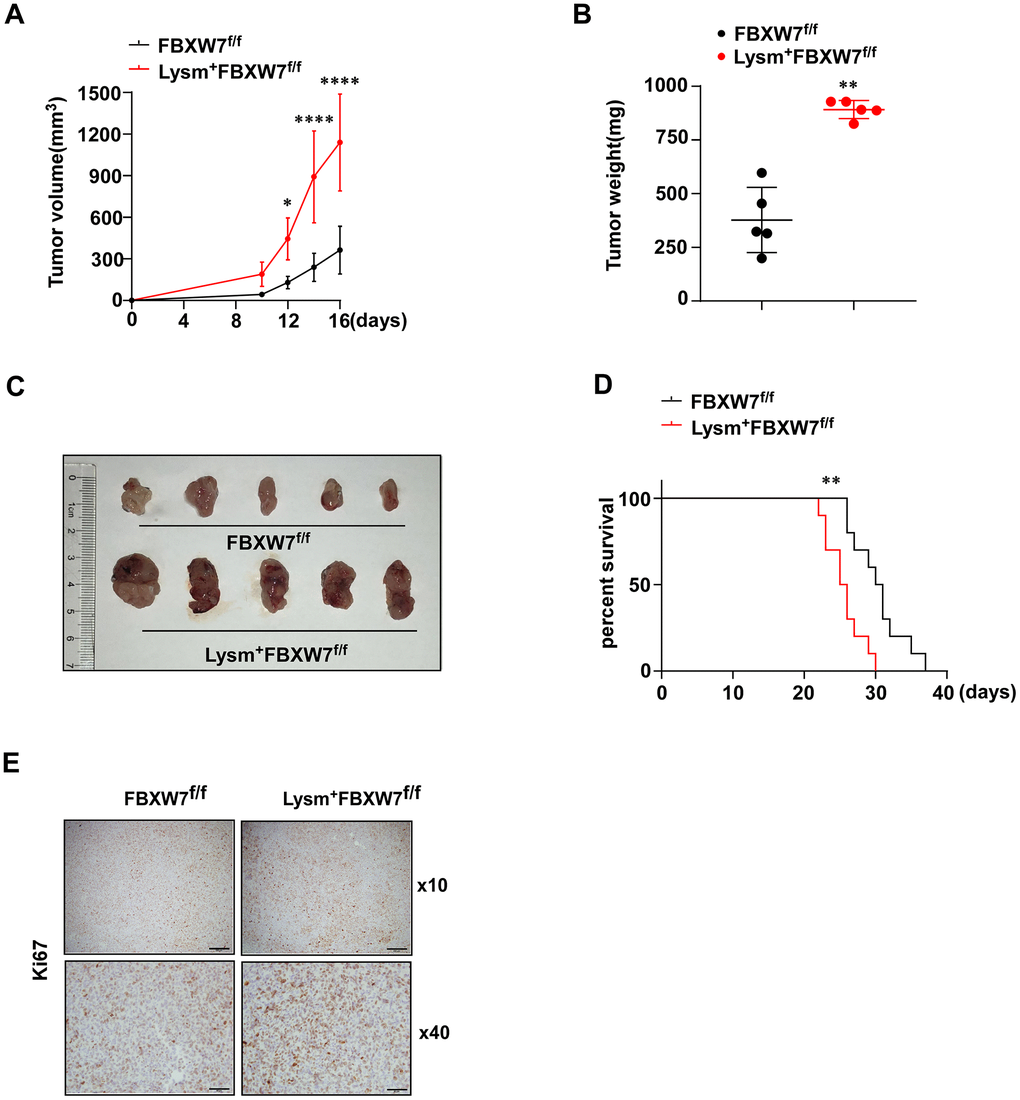Lysm+FBXW7f/f mice show aggravated tumor progression in an LLC-inoculated model. (A) LLCs were subcutaneously injected into the mice. The volume of tumors from FBXW7f/f and Lysm+FBXW7f/f mice were measured and recorded in 16 days (n = 5 per group). (B) The weight of tumors at 16 days from both groups (n = 5 per group). (C) The appearance of tumors dissected 16 days after inoculation in FBXW7f/f and Lysm+FBXW7f/f mice. (D) The survival curve of tumor-bearing FBXW7f/f and Lysm+FBXW7f/f mice (n = 10 per group). (E) Representative images of tumors from two groups immunohistochemically stained with an antibody against Ki67. Scale bars: 10× was 200 μm, 40× was 50 μm. Data are expressed as the mean ± SD and are representative of three independent experiments. *P P P A), Student’s t test (B) and log rank test (D)).