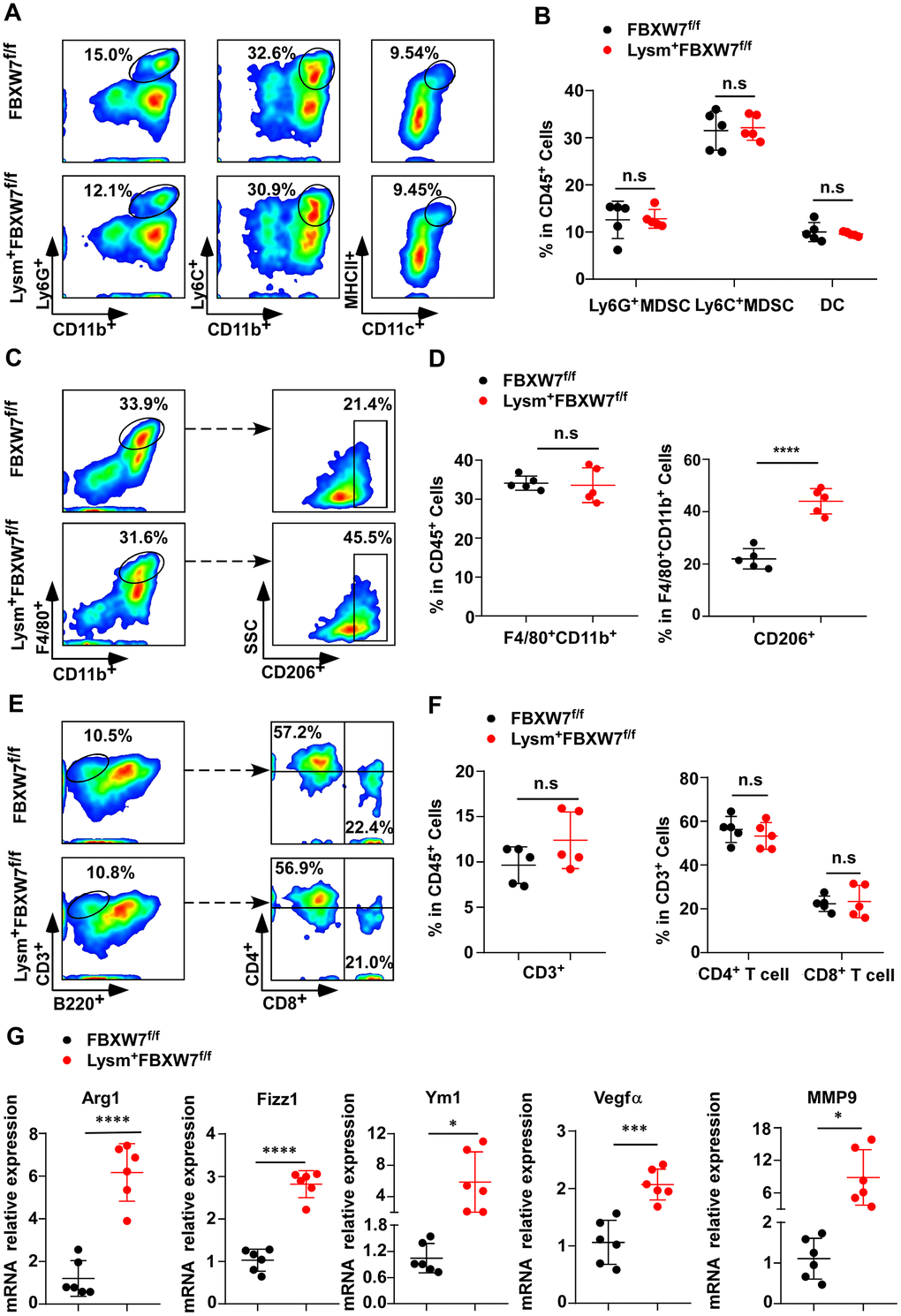 FBXW7 knockout in myeloid cells remodels the tumor immune microenvironment by promoting M2-like TAM polarization. (A) Tumors were digested to obtain single-cell suspensions. Ly6G+CD11b+ myeloid-derived suppressor cells (MDSCs), Ly6C+CD11b+ MDSCs, and MHCII+CD11c+ dendritic cells in the tumors were analyzed by flow cytometry. (B) Statistical analysis of the results in (A) (n = 5 per group). (C, D) Flow cytometry analysis (C) and statistical analysis (D) of F4/80+CD11b+ macrophages and CD206+ macrophages in tumors (n = 5 per group). (E, F) Flow cytometry analysis (E) and statistical analysis (F) of CD3+ T cells infiltrating the tumor, CD4+ and CD8+ T cells in CD3+ T cells (n = 5 per group). (G) Relative mRNA expression of Arg1, Fizz1, Ym1, VEGFα, and MMP9 in tumors was measured by qRT-PCR (n = 6 per group). Data are shown as the mean ± SD and are representative of three independent experiments. *P P P B, D, F, G)).