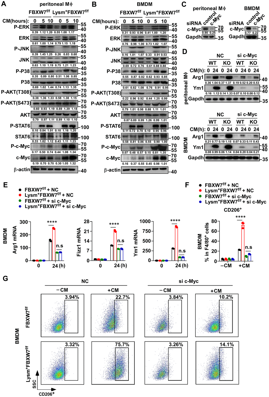The role of FBXW7 in regulating M2 macrophage polarization is dependent on c-Myc. (A, B) Peritoneal macrophages (A) and BMDMs (B) derived from FBXW7f/f and Lysm+FBXW7f/f mice were stimulated with conditioned medium for the indicated time periods. The phosphorylated or total proteins related to M2 macrophage polarization were analyzed by immunoblotting. (C) Immunoblotting was used to analyze the interference efficiency of c-Myc siRNA in primary macrophages following stimulation with conditioned medium for 12 hours. (D, E) Immunoblotting (D) and qRT-PCR analysis (E) of Arg1 and Ym1 expression in primary macrophages from FBXW7f/f and Lysm+FBXW7f/f mice transfected with or without c-Myc siRNA and stimulated with conditioned medium. (F, G) Statistical analysis (F) and flow cytometry analysis (G) of the percentage of M2 macrophages (CD206+) in wild-type and FBXW7-knockout macrophages transfected with or without c-Myc siRNA and stimulated with conditioned medium. Data are shown as the mean ± SD and are representative of three independent experiments. ****P E, F)).