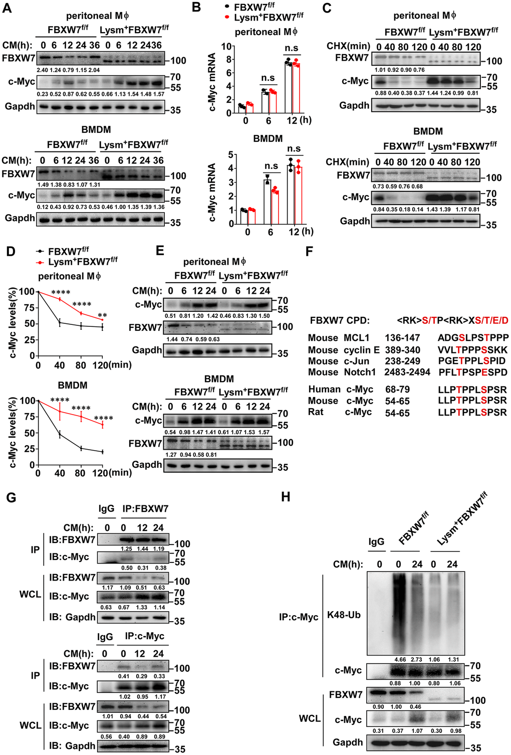 FBXW7 mediates degradation and ubiquitination of c-Myc in M2-like TAMs. (A) The protein expression of c-Myc and FBXW7 in wild-type and FBXW7-knockout primary macrophages stimulated with conditioned medium were measured by immunoblotting. (B) qRT-PCR analysis of c-Myc mRNA expression in wild-type and FBXW7-knockout primary macrophages after conditioned medium treatment. (C) Immunoblot analysis of c-Myc and FBXW7 in wild-type and FBXW7-knockout primary macrophages treated with CHX (20 μg/mL) for the indicated time period after conditioned medium pre-treatment. (D) The quantification of relative c-Myc levels in (C). (E) The protein expression of c-Myc and FBXW7 in wild-type and FBXW7-knockout primary macrophages after treatment with MG132 (10 μM) and conditioned medium. (F) The phosphodegron sequence alignment of c-Myc recognized by FBXW7 with MCL1, cyclin E, Notch1, and c-Jun. The FBXW7 phosphodegron sequence present in c-Myc is conserved across different species. Conserved residues within the degron sequences are shown in red. (G) Immunoblot analysis of BMDMs stimulated with conditioned medium for the indicated time periods and treated with MG132, followed by immunoprecipitation with specific antibody-conjugated agarose or immunoglobulin G (IgG)-conjugated agarose. (H) Immunoblot analysis of the K48 ubiquitination of c-Myc in wild-type and FBXW7-knockout BMDMs stimulated with conditioned medium. Data are shown as the mean ± SD and are representative of three independent experiments. *P P P P B, D)).