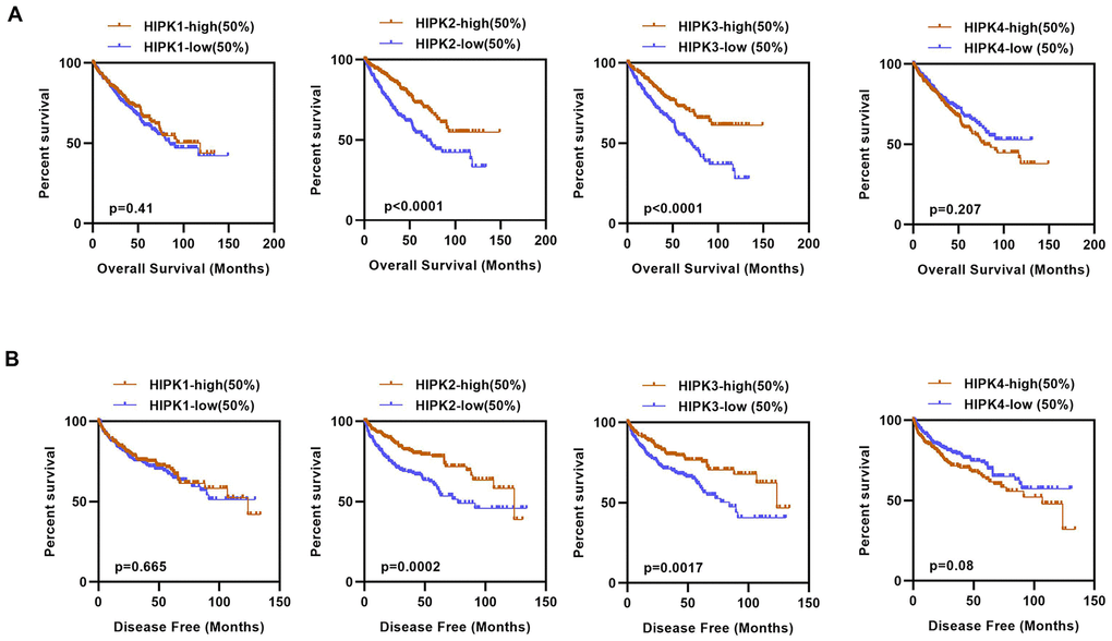 Kaplan–Meier curves of OS and DFS in different expression levels of HIPK family. (A) Lower HIPK2 and HIPK3 expressers had shorter OS than the higher expressers, HIPK1 and HIPK4 expression had no difference in OS. (B) Lower HIPK2 and HIPK3 expressers had shorter DFS than the higher expressers, HIPK1 and HIPK4 expression had no difference in DFS. OS, overall survival; DFS, disease–free survival; HIPK, Homeodomain interacting protein kinases.