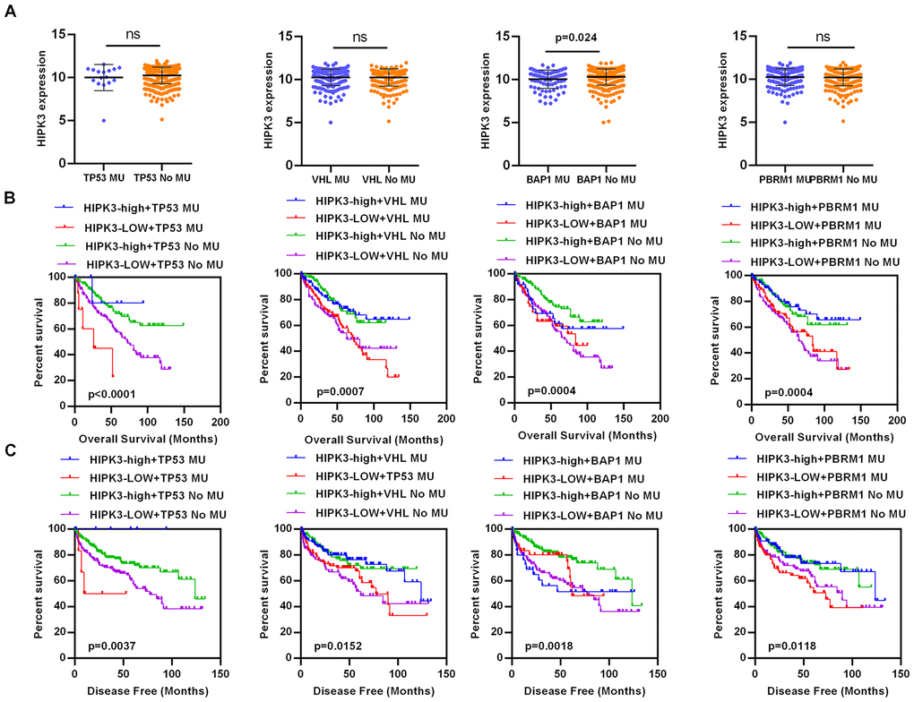 HIPK3 expression is associated with BAP1 mutation. (A) The expression of HIPK3 decreased when BAP1 mutation. (B, C) High expression of HIPK3 is correlate with good OS and DFS of renal cancer between wild-type and mutation subsets of TP53, VHL, BAP1, and PBRM1. OS, overall survival; DFS, disease–free survival; HIPK3, Homeodomain interacting protein kinases 3.
