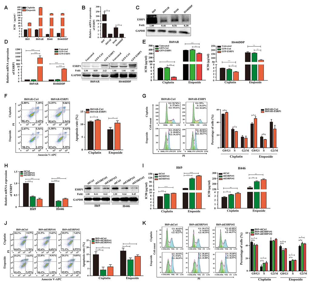 ESRP1 is reduced in chemoresistant SCLC cells and inhibits chemoresistance of SCLC in vitro. (A) IC50 values of cisplatin and etoposide in SCLC cells. (B) Differential expression of ESRP1 in SCLC chemoresistant cells (H69AR and H446DDP) and chemosensitive cells (H69 and H446) at transcriptional level. (C) Differential expression of ESRP1 in SCLC chemoresistant cells (H69AR and H446DDP) and chemosensitive cells (H69 and H446) at translational level. (D) Detection of ESRP1 up-regulation efficiency in H69AR and H446DDP cells at the transcriptional level and translational level. (E) CCK8 assay to detect IC50 value of cisplatin and etoposide after overexpressing ESRP1 in H69AR and H446DDP cells. (F) Cells apoptosis was analyzed by flow cytometry after treatment with cisplatin and etoposide for 24 hours in ESRP1 overexpressed cells. (G) Cells cycle arrest was analyzed by flow cytometry after treatment with cisplatin and etoposide for 24 hours in ESRP1overexpressed cells. (H) Detection of ESRP1 down-regulation efficiency in H69 and H446 cells at the transcriptional level and translational level. (I) CCK8 assay to detect IC50 value of cisplatin and etoposide after down-regulation of ESRP1 in H69 and H446 cells. (J) Cell apoptosis was analyzed by flow cytometry after treatment with cisplatin and etoposide for 24 hours in ESRP1-downregulated cells. (K) Cells cycle arrest was analyzed by flow cytometry after treatment with cisplatin and etoposide for 24 hours in ESRP1-downregulated cells. *, pp p p 