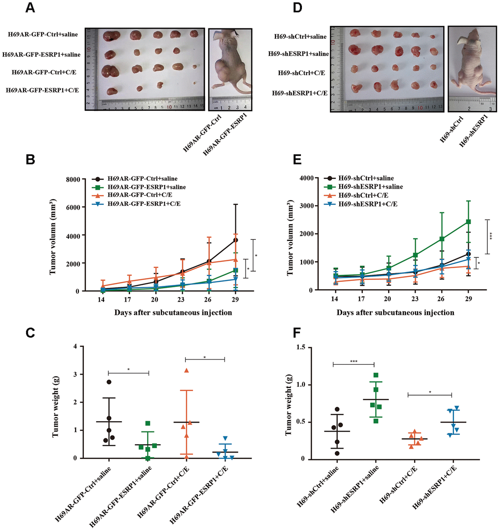 ESRP1 inhibits the growth and chemoresistance of SCLC in vivo. (A) Tumor formation of H69AR cells stably with up-regulated ESRP1 or the vector control (n = 5 nudes for each group). (B) Growth curve of tumor volumes. (C) Tumor weight taken from nude mice. (D) Tumors formation of H69 cells stably with down-regulated ESRP1 or the vector control (n = 5 nudes for each group). (E) Growth curve of tumor volumes. (F) Tumor weight taken from nude mice. *, pp 