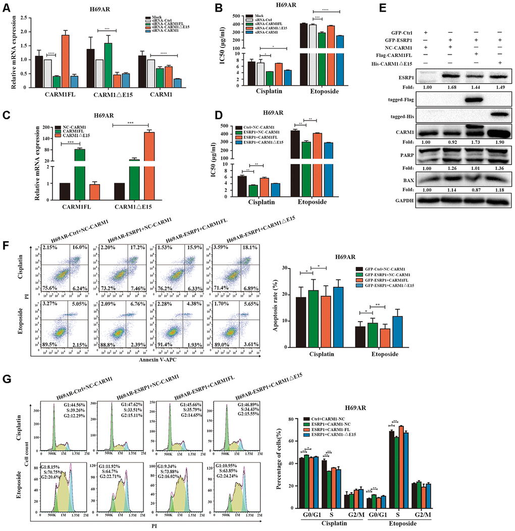 ESRP1 mediates chemoresistance of SCLC by regulating alternative splicing of CARM1. (A) Transfection of siRNA in H69AR cells and qRT-PCR assay to detect down-regulation efficiency. (B) Through CCK8 assay to detect IC50 value of cisplatin and etoposide after down-regulation of CARM1 in H69AR cells. (C) Transfected plasmids in H69AR and H446DDP cells to up-regulate the expression of CARM1FL and CARM1ΔE15, using qRT-PCR assay to detect down-regulation efficiency. (D) Through CCK8 assay to detect IC50 value of cisplatin and etoposide after up-regulation of CARM1 in H69AR cells. (E) Western blot assay was used to detect the expression of apoptosis-related proteins after H69AR cells were treated with cisplatin for 24 hours. (F) Cell apoptosis was analyzed by flow cytometry after H69AR cells were treated with cisplatin or etoposide for 24 hours. (G) Cell cycle arrest was analyzed by flow cytometry after H69AR cells were treated with cisplatin or etoposide for 24 hours. *, pp p p 