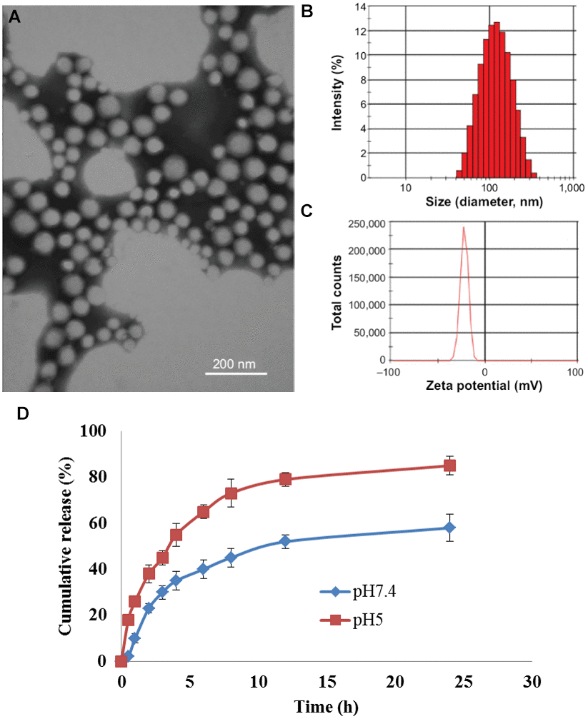 Synthesis and characterization of CDDP/CQ-PLA NPs. (A) TEM image; (B) Dynamic light scattering measurements; (C) Zeta potential; (D) drug release kinetics at 0.5 h, 1 h, 2.5 h, 4 h, 4.5 h, 6 h, 8.5 h, 11.5 h and 24.5 h.