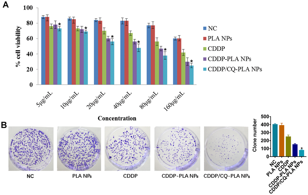 CDDP/CQ-PLA NPs reduces the viability. (A) Cell viabilities in CAL-27 using MTT assay. (B) Colony forming assays with a concentration of 40μg/mL. *P 