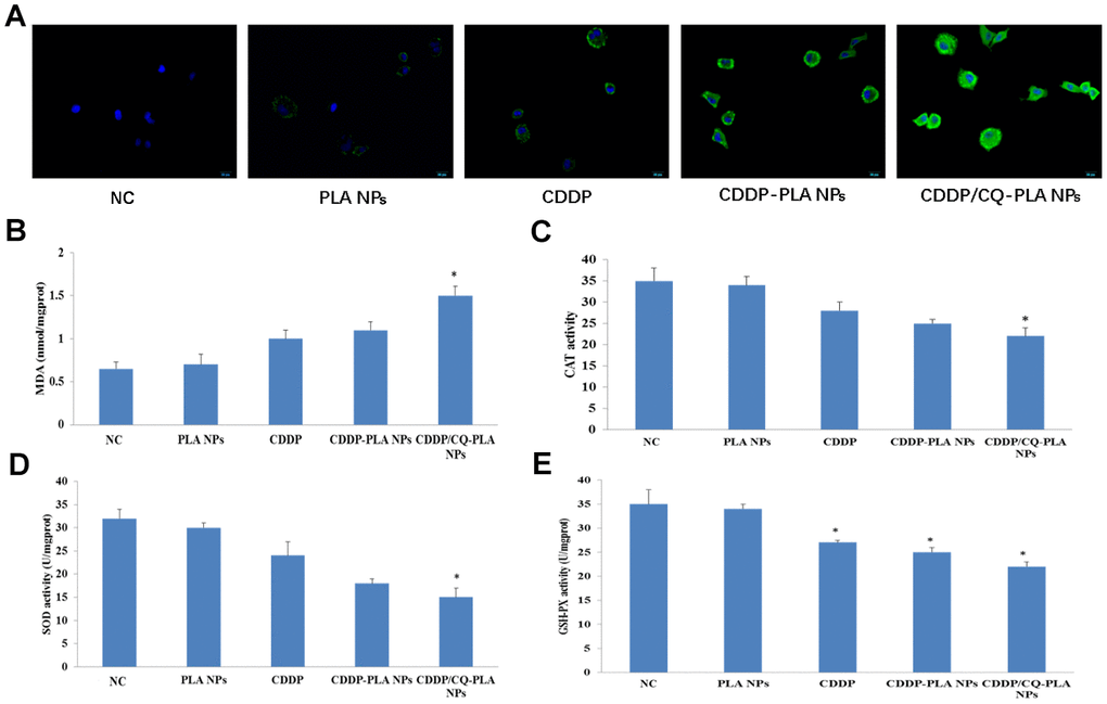 CDDP/CQ-PLA NPs induces oxidative damage. (A) ROS production; (B) MDA activity; (C) CAT activity; (D) SOD activity; (E) GSH-P activity; Data are mean ± SD; *P 