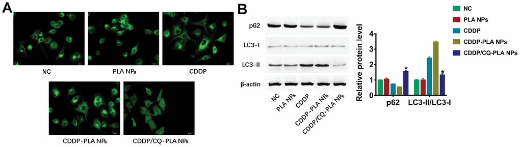 CDDP/CQ-PLA NPs reduces autophagy. (A) Immunofluorescence confocal image of LC3; (B) Western blot of p62, LC3-I, and LC3-II, actin as reference. *P 