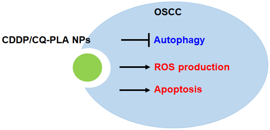 Proposed signaling mechanism for CDDP/CQ-PLA NPs in OSCC.