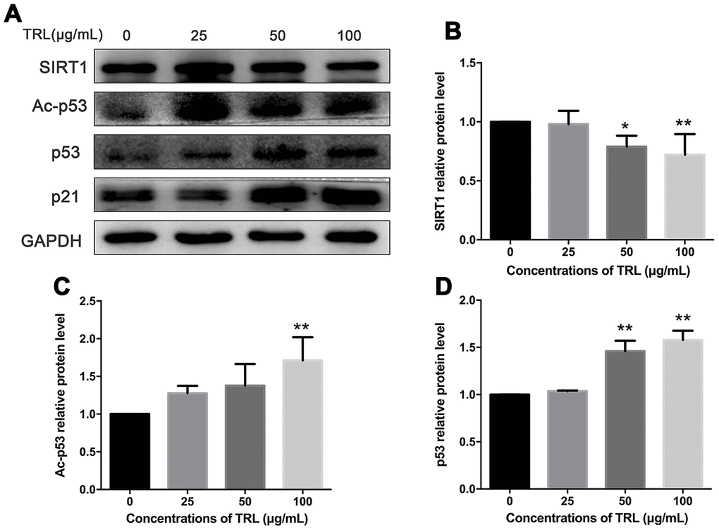 Changes in the SIRT1/p53/Ac-p53/p21 pathway in postprandial TRL-induced AMSC senescence. (A) AMSCs reached approximately 30%-40% culture-confluence were treated with 0, 25, 50, or 100 μg/mL postprandial TRL for 8 d, and were harvested to detect the protein levels of SIRT1, Ac-p53, p53, and p21 using western blotting. (B–D) The relative protein levels of SIRT1 (B), Ac-p53 (C), and p53 (D) were analyzed using ImageJ. Data are expressed as the mean ± SD (n ≥ 3). *P **P 