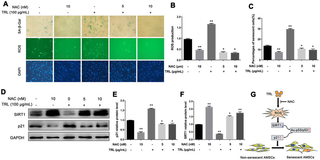 Antioxidant NAC alleviated postprandial TRL-induced AMSC senescence and ROS production. (A) AMSCs reached approximately 30%-40% culture-confluence were treated with PBS, NAC (10 nM), TRL (100 μg/mL), or TRL (100 μg/mL) with pretreatment of 5 or 10 nM NAC for 8 d. Subsequently, the intracellular ROS production and the number of senescent cells were evaluated using the fluorescent probe, DCFA-DA (green under fluorescence microscope), and SA-β-Gal staining (blue under the light microscope), respectively. Nuclei were stained using DAPI (blue under the fluorescence microscope). Images were obtained under a microscope (×200 magnification). (B) The fluorescence intensity analysis of ROS production. (C) SA-β-Gal positive cells were counted manually by scanning a total of 200 cells in each sample. (D–F) the protein levels of p21 and SIRT1 were detected using western blotting (D), and then the relative protein levels of p21 (E) and SIRT1 (F) were analyzed using ImageJ. Data are expressed as the mean ± SD (n ≥ 3). *P **P G) A schematic illustration of the proposed mechanism of AMSC premature senescence induced by postprandial TRL. Postprandial TRL increased intracellular oxidative stress, downregulated SIRT1 level, and activated the p53/Ac-p53/p21 pathway, which ultimately promoted the premature senescence of undifferentiated and differentiating AMSCs.