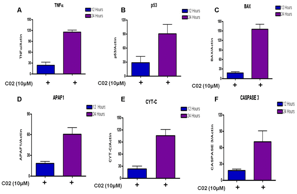 Relative expression of apoptotic factors determined by quantitative real time PCR (qRT-PCR) analysis of (A) Tumour necrosis factor-α (TNF-α), (B) Tumour suppressor (P53), (C) Apoptosis regulator (BAX), (D) Apoptotic protease activating factor 1 (APAF 1), (E) Cytochrome-c and (F) Caspase 3 genes in Jurkat cells treated with 10μm Compound C02 for 24 h. mRNA levels of apoptotic factors were determined relative to the endogenous control Actin, according to the formula 2 to the power of delta cycle threshold (2DCt), where DCt¼Ct, reference gene – Ct, test gene. Differences between experimental groups were tested for significance using nonparametric Mann–Whitney test (GraphPad Prism version 5, San Diego, CA), for both mRNA, protein expressions and other analysis. Levels of significance are indicated by p