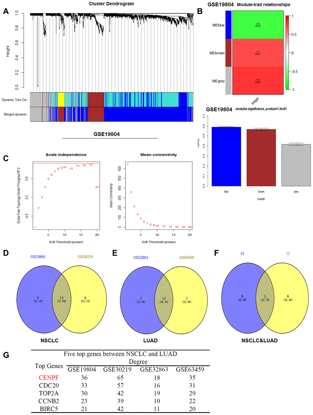 WGCNA analysis and determination of the CENPF gene. (A) Dendrogram of differentially expressed genes clustered based on a dissimilarity measure (1-TOM). (B) Heat map distribution histogram of differential genes for modules related to NSCLC staging in GSE19804 (The same results in the GSE30219, GSE32863, GSE63459 databases are shown in Supplementary Figure 1). (C) Analysis of the scale-free fit index for various soft-thresholding power (β) and analysis of the mean connectivity for various soft-thresholding power (GSE19804). (D) There are 14 gene differential expressions in the NSCLC staging modules. (E) There are 13 gene differential expressions in the LUAD staging modules. (F) In the four datasets, there were 5 overlapping genes that were significantly differentially expressed between NSCLC and LUAD. (G) The degree values of the five key genes in different datasets.