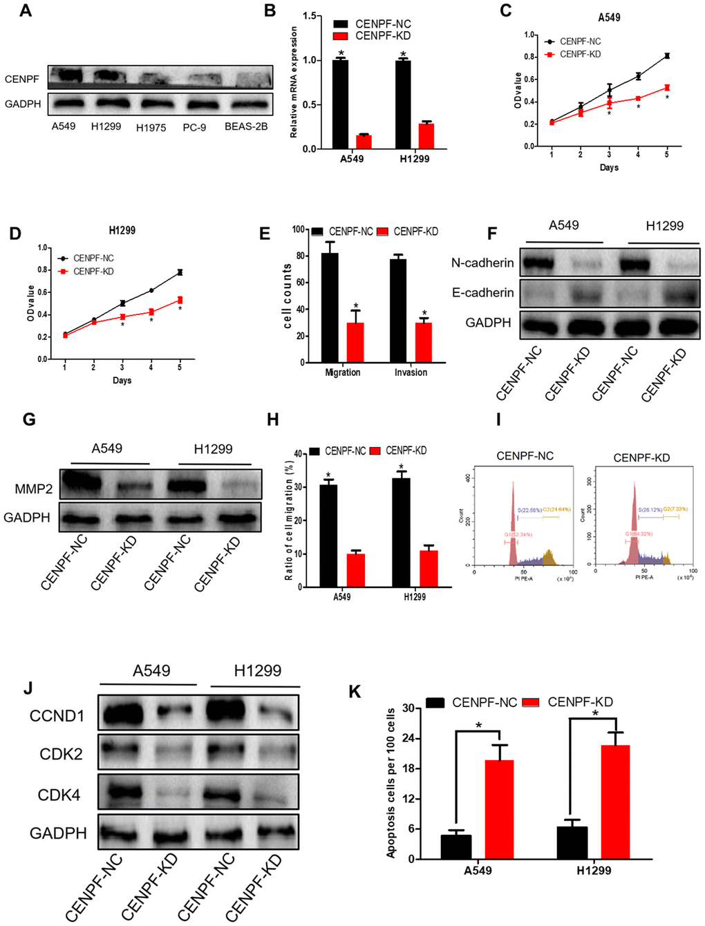 Knockdown of CENPF inhibits cell proliferation, migration, invasion and increases apoptosis of LUAD cells. (A) The protein level of CENPF in A549 and H1299 cell lines were higher than in normal cell lines BEAS-2B and other LUAD cells. GAPDH served as the internal control. (The corresponding gray value are shown in Supplementary Figure 3). (B) The knockdown efficiency of LV-CENPF sh or LV-NC transfected with A549 and H1299 cells was verified by RT-qPCR. *P C, D) MTT showed that CENPF knockdown suppressed the proliferative viability of cells in A549 and H1299 cells. *P E) Migration assays and invasion assays revealed that CENPF-KD decreased cell migration and invasion abilities of A549. (F, G) The related protein E-cadherin was significantly increased (P=0.009, Figure 4F; The corresponding gray value are shown in Supplementary Figure 3G), and N-cadherin and MMP2 were significantly decreased when compared with NC group (P=0.004, 0.012; The corresponding gray value are shown in Supplementary Figure 3H). (H) Quantified histograms of scratch experiment of A549 and H1299. (I) The cell percentage and DNA content were significantly increased in the G1 phase in the CENPF-KD group(P=0.011). (J) The expression of CCND1, CDK2 and CDK4 was significantly lowered in CENPF-KD group (P=0.022, 0.001, 0.002; The corresponding gray value are shown in Supplementary Figure 3M). (K) CENPF knockdown increased apoptosis of A549 and H1299 cell lines (P=0.001, 0.001). Each experiment was performed in triplicate and repeated three times. P values were calculated with two-tailed unpaired Student’s t test.