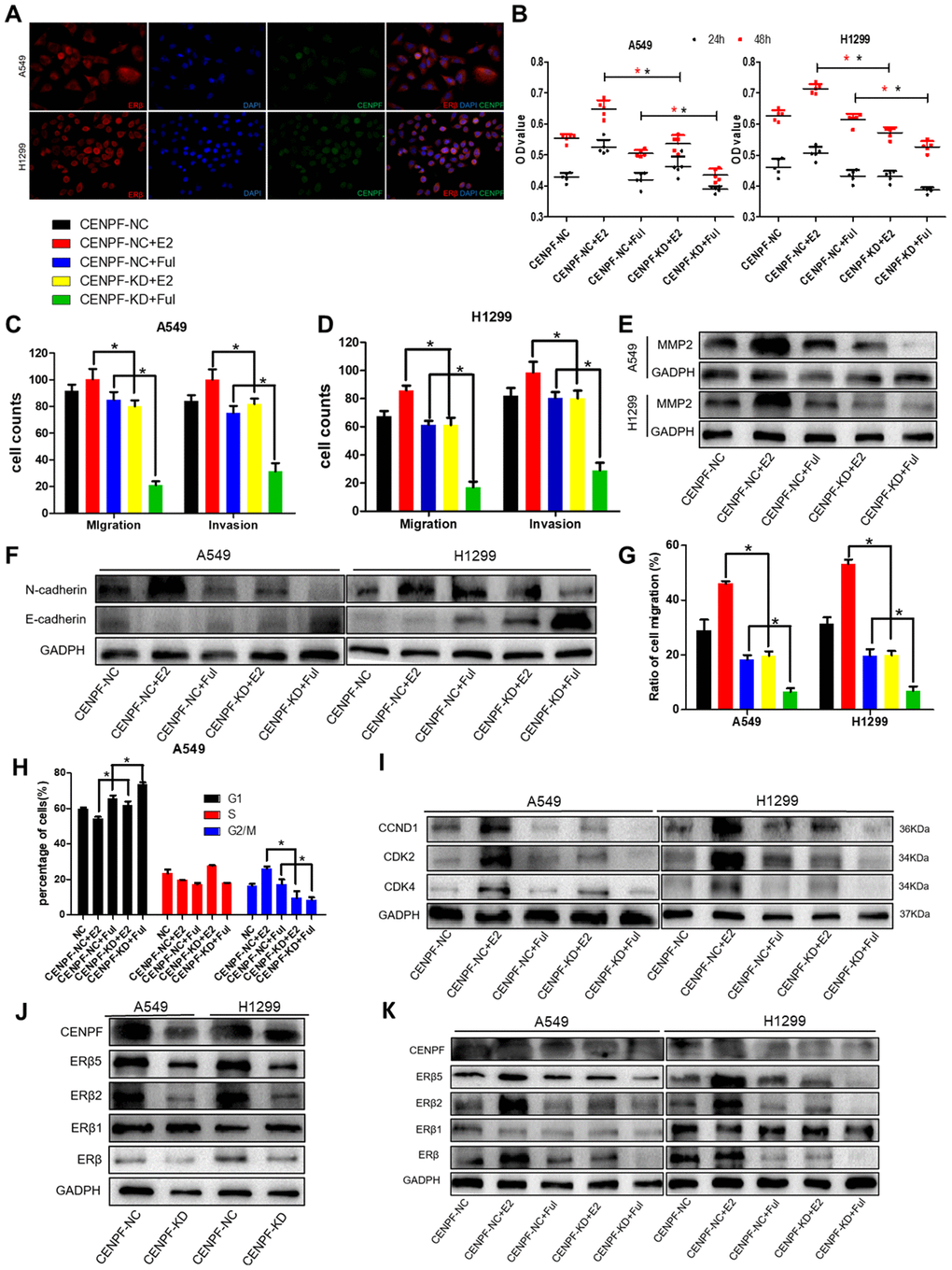 Knockdown of CENPF inhibits proliferation, invasion and migration of LUAD cells via the ERβ2/5 pathway. (A) Immunofluorescence showed the co-localization of CENPF and ERβ in A549 and H1299 cells (400 x). (B) Cell proliferation assays of different grouped cells at specific times in A549 and H1299 cells. (C, D) Corresponding quantified histograms of migration and invasion in A549 and H1299 cells. The invasion and migration of cells in CENPF-KD+E2 group were significantly reduced when compared with CENPF-NC+E2 group. (E, F) Protein expression of MMP2, N-cadherin and E-cadherin in A549 and H1299 cells (The corresponding gray value are shown in Supplementary Figure 4B–4D): The expression of MMP2 and N-cadherin were significantly decreased in CENPF-KD+E2 group when compared with CENPF-NC+E2 group. (G) Scratch experiment showed that the migration of CENPF-KD+E2 group was significantly lower than CENPF-NC+E2 group in A549 and H1299 cells (P=0.000, 0.000). (H) Corresponding quantified histograms of the A549 cells at different stages of the cell cycle (G1, S and G2/M). (I) Protein expression of CCND1, CDK2 and CDK4 in A549 and H1299 cells (The corresponding gray value are shown in Supplementary Figure 4F). *P J) Knockdown of CENPF inhibited the expression of ERβ2/5 in vitro. (The corresponding gray value are shown in Supplementary Figure 5A). (K) Protein expression of CENPF, ERβ, ERβ1, ERβ2 and ERβ5 in vitro experiment after treated with E2 and Ful treatment (The corresponding gray value are shown in Supplementary Figure 5C). *P 