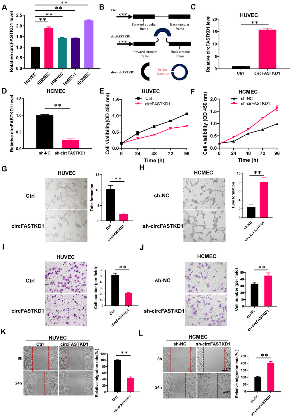 Function of circFASTKD1 in angiogenesis in vitro. (A) CircFASTKD1 levels were determined via qRT-PCR in HUVECs, HBMECs, HMVECs, HMEC-1 cells and HCMECs. (B) Structures of the control (Ctrl), circFASTKD1 and sh-circFASTKD1 vectors. (C, D) CircFASTKD1 levels were determined via qRT-PCR in HUVECs transfected with the Ctrl or circFASTKD1 vector (C) and in HCMECs transfected with the sh-NC or sh-circFASTKD1 vector (D). (E, F) The cell growth curves of HUVECs (E) and HCMECs (F) transfected with the indicated vectors were determined using a CCK-8 assay. (G, H) The effects of transfection with the indicated vectors on the tube formation abilities of HUVECs (G) and HCMECs (H). (I, J) Transwell chambers were used to perform cell migration assays in HUVECs (I) or HCMECs (J) transfected with the indicated vectors. (K, L) Wound healing assays were used to examine the motility of HUVECs (K) and HCMECs (L) transfected with the indicated vectors. Data are presented as the mean of three experiments, and the error bars represent the SD (*P