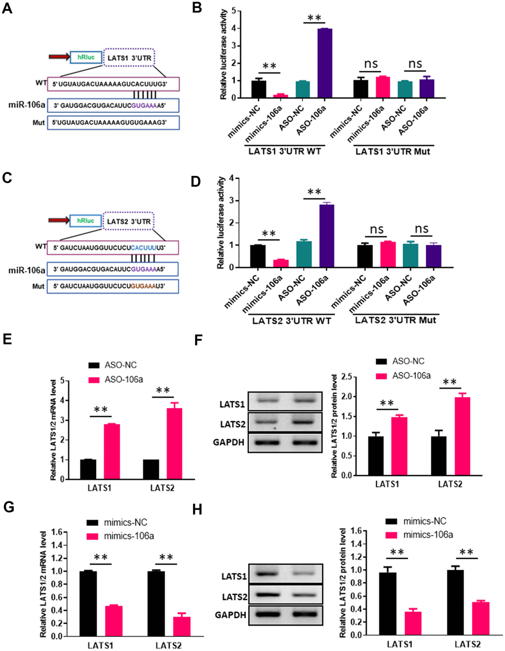MiR-106a directly inhibits the expression of LATS1 and LATS2. (A, C) Schematic of miR-106a and target gene prediction based on the miRBase website. (B, D) Relative luciferase activities were analyzed in 293T cells transfected with the wild-type or mutant luciferase reporter vector for the LATS1 3'UTR (B) or the LATS2 3'UTR (D) and co-transfected with mimics-106a, mimics-NC, ASO-106a or ASO-NC. (E, G) LATS1 and LATS2 mRNA levels were analyzed via qRT-PCR in HUVECs transfected with ASO-106a or ASO-NC (E) and HCMECs transfected with mimics-106a or mimics-NC (G). (F, H) LATS1 and LATS2 protein levels were assessed using Western blotting in HUVECs transfected with ASO-106a or ASO-NC (F) and HCMECs transfected with mimics-106a or mimics-NC (H).