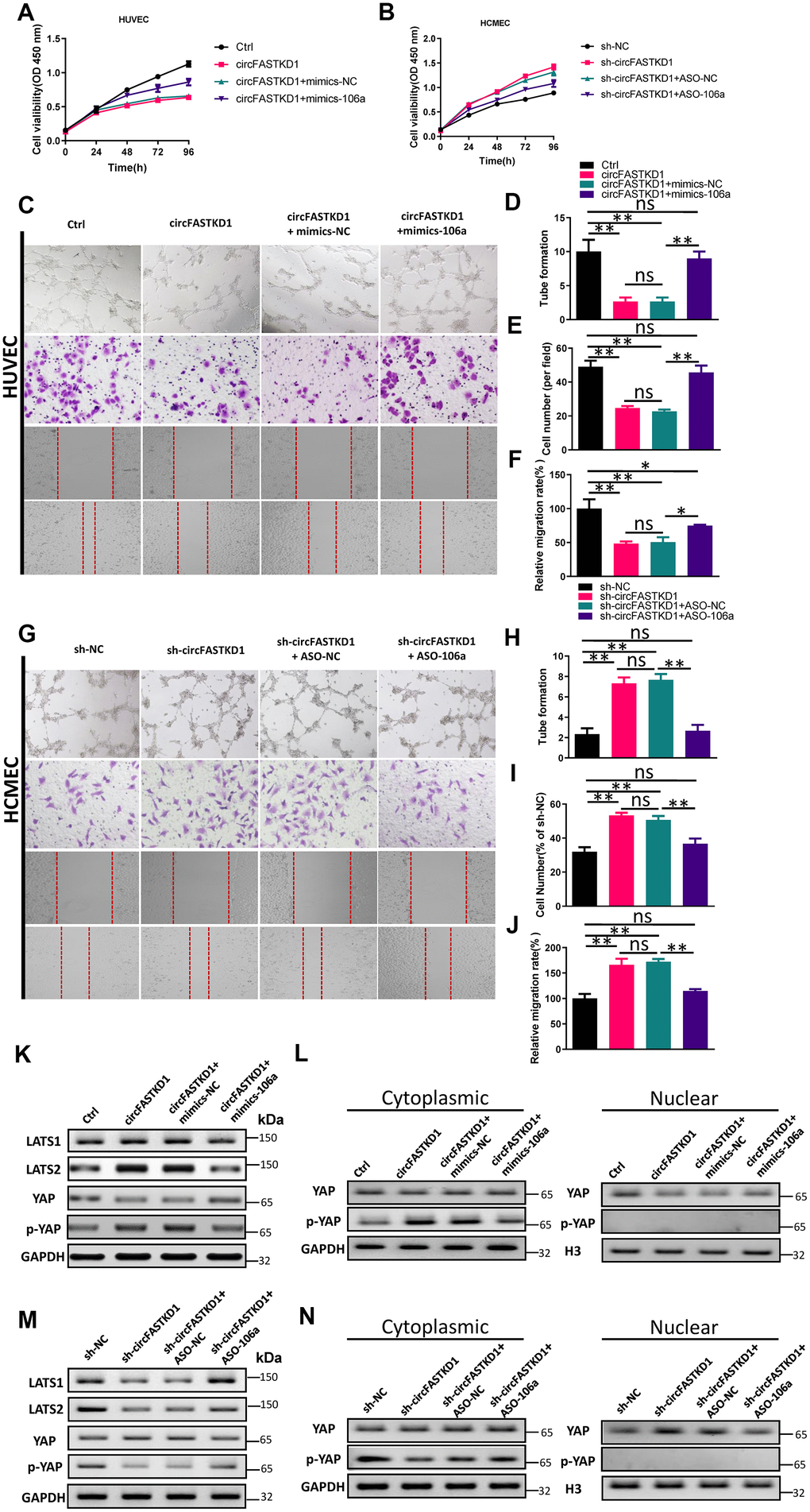 Overexpression of miR-106a reverses the effects of circFASTKD1. (A, B) CCK-8 assays were used to determine the growth curves of HUVECs (A) or HCMECs (B) transfected with the indicated vectors. (C) Photographs from the tube formation, cell migration and wound healing assays in HUVECs. (D–F) Quantitative analyses of the tube formation (D), cell migration (E) and wound healing (F) assays in HUVECs. (G) Photographs from the tube formation, cell migration and wound healing assays in HCMECs. (H–J) Quantitative analyses of the tube formation (H), cell migration (I) and wound healing (J) assays in HCMECs. (K, M) Western blotting analyses of LATS1, LATS2, YAP and p-YAP protein levels in HUVECs (K) and HCMECs (M) following the rescue experiments. (L, N) Western blotting analyses of the subcellular levels of YAP and p-YAP in HUVECs (L) and HCMECs (N). Data are presented as the mean of three experiments, and the error bars represent the SD (*P