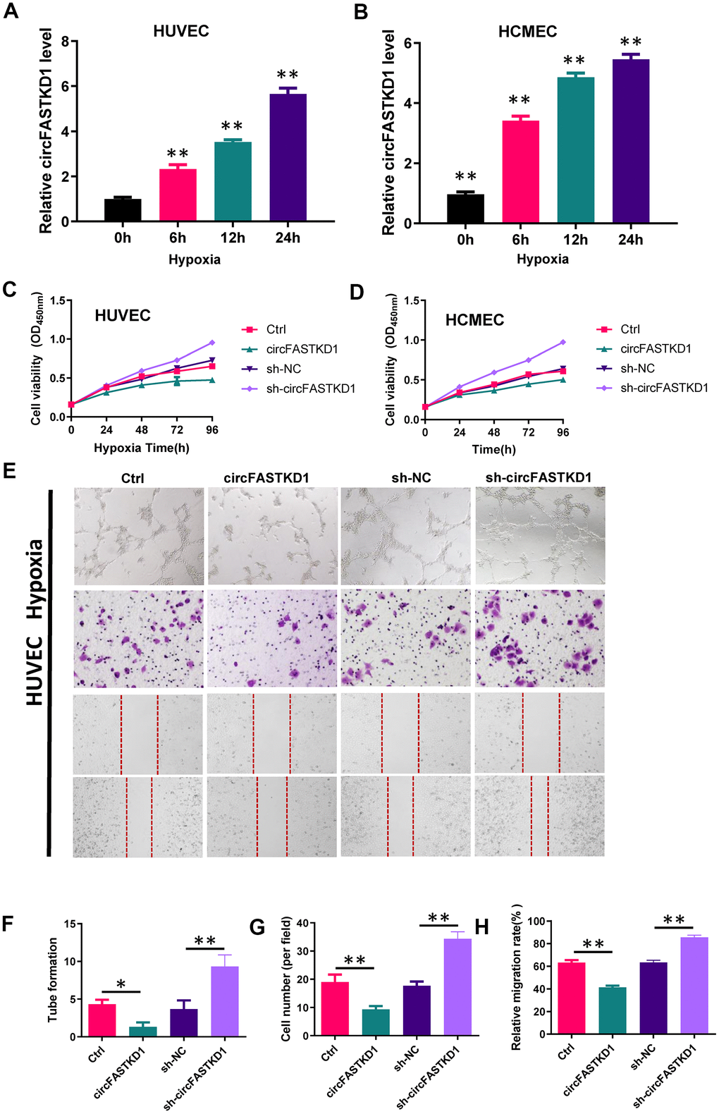 The downregulation of circFASTKD1 benefits vascular endothelial cells under hypoxic conditions. (A, B) qRT-PCR was used to determine circFASTKD1 levels in HUVECs (A) and HCMECs (B) under hypoxic conditions. (C, D) CCK-8 assays were used to determine the growth curves of HUVECs (C) and HCMECs (D) with up/downregulated circFASTKD1 under hypoxic conditions. (E) Photographs from the tube formation, cell migration and wound healing assays in HUVECs with different treatments under hypoxic conditions. (F–H) Quantitative analyses of the tube formation (F), cell migration (G) and wound healing (H) assays in HUVECs under hypoxic conditions.